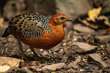 Ferruginous Partridge