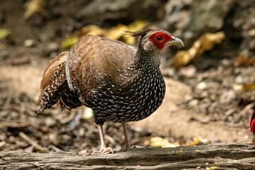 Kalij Pheasant