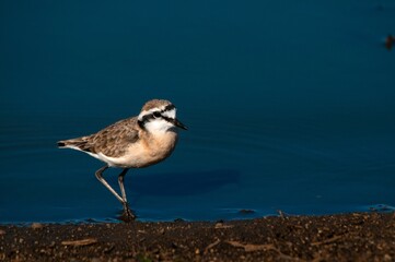 Kittlitz's Plover