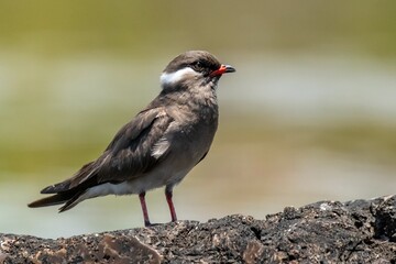 Rock Pratincole