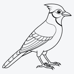 Art & Illustration blue-jay-bird-standing