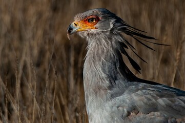 Secretarybird