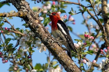 Red-breasted Sapsucker