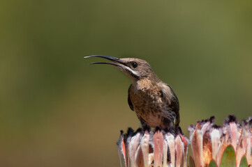 Cape Sugarbird