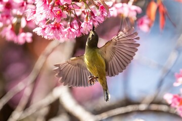Mrs. Gould's Sunbird