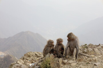Naklejka premium Hamadryas baboon, Papio hamadryas monkey, in the Asir Mountains in Saudi Arabia. Al Taif , Abha