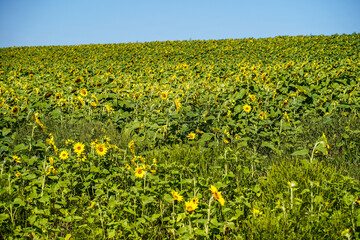 Obraz premium Sunflower fields located in Pennsylvania.