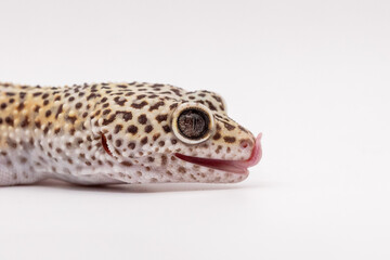leopard gecko
