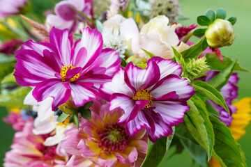 Summer flower arrangement of fresh cut flowers. Closeup on the white and pink cosmos flowers.