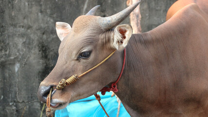 A healthy, plump cow ready for sacrifice, its meat to be distributed to the local community on the Islamic holiday of Eid al-Adha.
