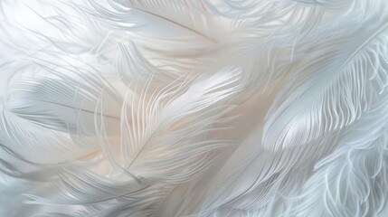 Obraz premium soft fluffy white feathers in macro photography airy and delicate texture