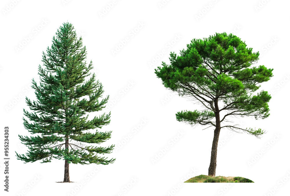 Poster pine tree in triangle and circle shape isolated on white or transparent background