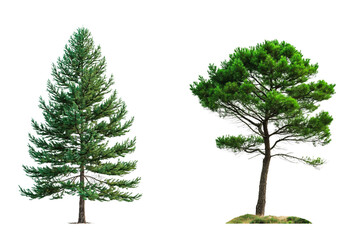 Pine tree in triangle and circle shape isolated on white or transparent background