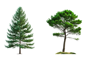 Pine tree in triangle and circle shape isolated on white or transparent background