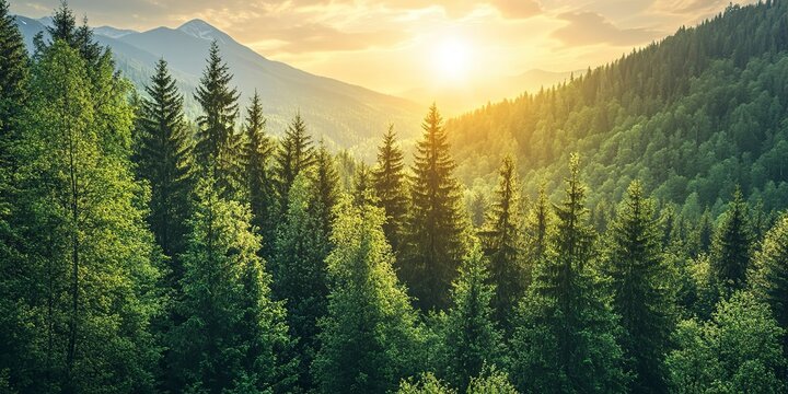 Beautiful forest background. Green mountain with pine trees and sunlight in sky 