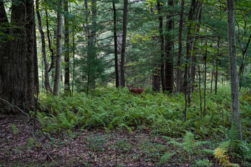 Whitetail fawn, with spots, in the middle of a patch of ferns in the woods. Western Pennsylvania.