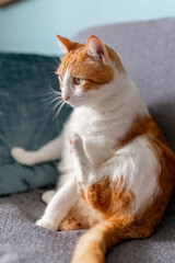 brown and white cat with yellow eyes sitting on a sofa licks its paw