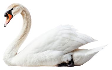 PNG Elegant white swan portrait