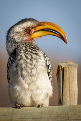 Obraz premium Africa Yellow-Billed Hornbill