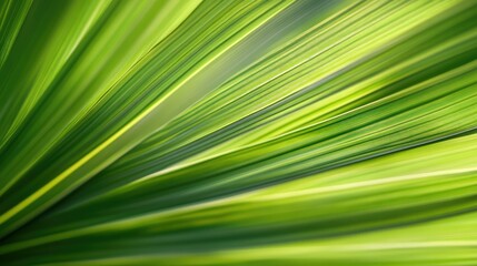 Obraz premium A close-up of a date palm leaf, highlighting its vibrant green color and fan-like shape.