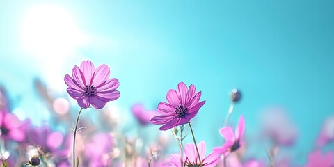 A field of purple flowers with a bright blue sky in the background