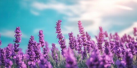 A field of purple flowers with a bright blue sky in the background