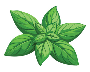 green basil vegetable vector illustration on white background