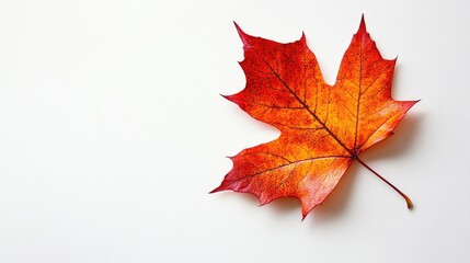 A single, vibrant fall leaf isolated on a white background, showcasing its rich colors and textures with ample copy space.