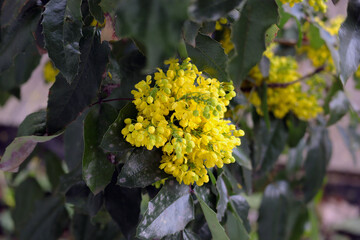 Mahoniea aquifolium, Stechpalme. Blüte, Blüten, gelb, Strauch