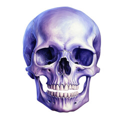 Obraz premium A Purple Human Skull with Visible Teeth
