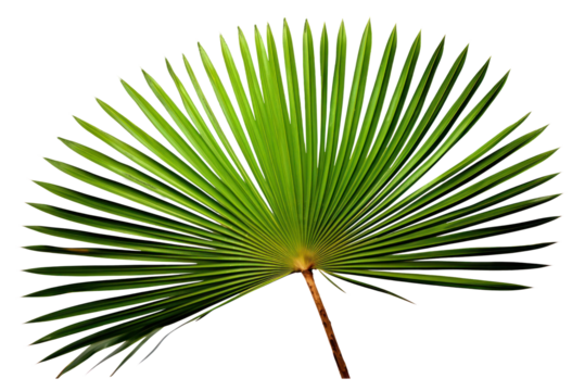 PNG Tropical plants leaf tree white background.