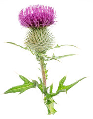 Milk thistle or St. Mary's thistle flower isolated on white background.