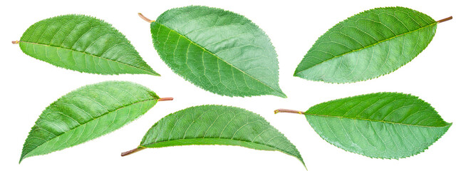 Set of cherry leaves isolated on white background. File contains clipping paths.