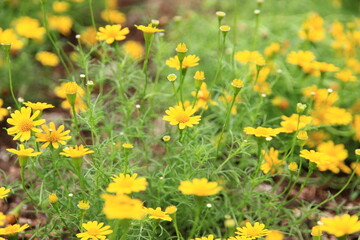 Colorful flowers in the garden beautiful and natural.