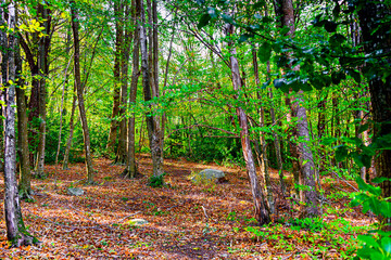 Colorful trees and leaves in autumn in the Montseny Natural Park in Barcelona, Spain