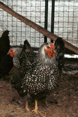 Chickens in a pen