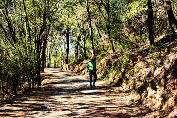 Obraz premium Colorful trees and leaves in autumn in the Montseny Natural Park in Barcelona, Spain