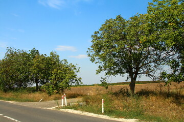 A road with trees and grass