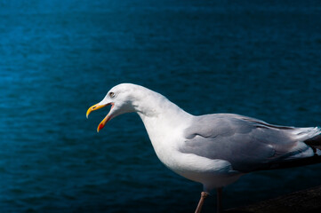 Möve an der Ostsee