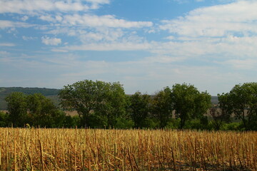 A field of tall grass and trees