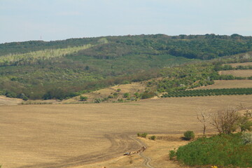 Obraz premium A dirt road in a green landscape