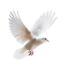 Fototapeta premium White dove in flight with wings spread wide