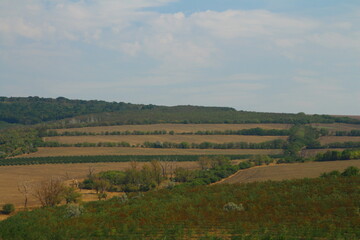 A landscape with plants and trees