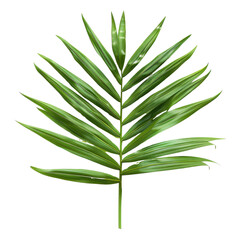 Obraz premium Single Green Palm Leaf on White Background