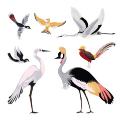 Wild birds. Flying animals. Asian heron. Cranes flock. Cuckoo and lark. Swallow feathers. Thrush wings. Kingfisher flight. Japanese pheasant. Avian zoo elements. Ornithology vector set