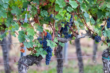 Nahaufnahme von dunkelblauen, reifen Trauben an einer Weinrebe