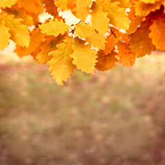 Autumn  yellow oak leaves, natural background with oak leaves in autumn forest, free space