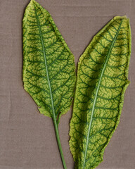 Chlorosis of plants: the leaf surface is yellow, and the veins are green. Leaves with signs of magnesium or iron chlorosis close-up on a cardboard surface