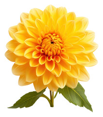PNG Yellow flower dahlia plant white background.