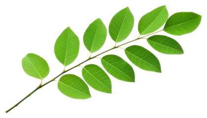 PNG Plant leaf tree astragalus.